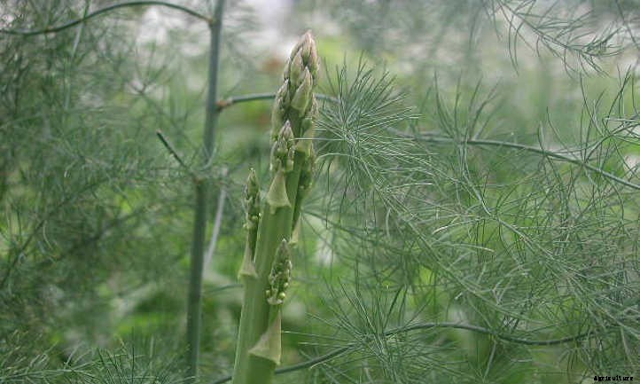 Asparagus Companion Plants: Maximizing Your Spears