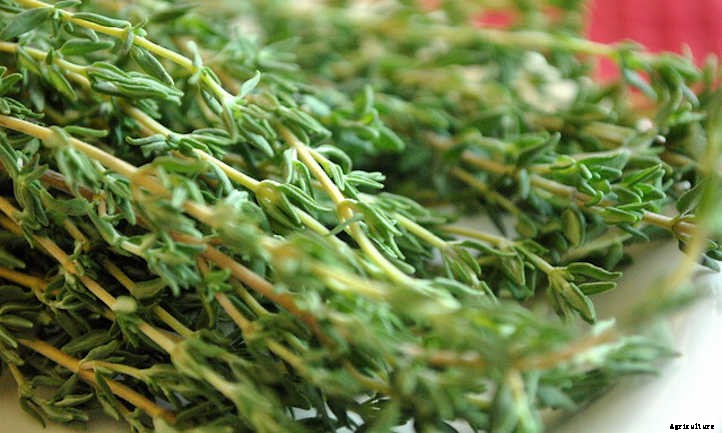 How To Harvest Thyme And Store It Right