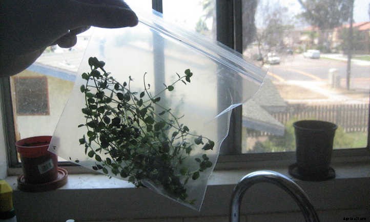 How To Harvest Thyme And Store It Right