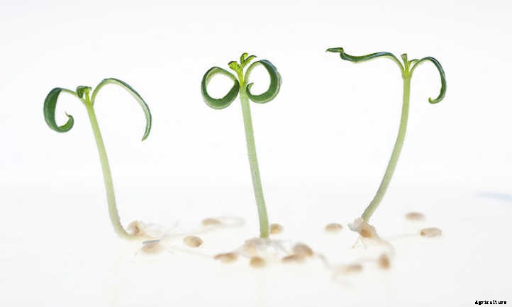 Do Seeds Need Light To Germinate Or Not?