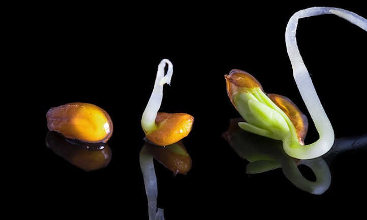 Do Seeds Need Light To Germinate Or Not?