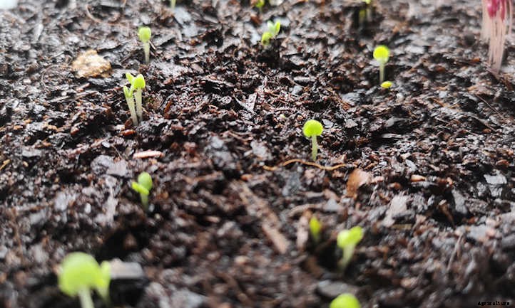 Do Seeds Need Light To Germinate Or Not?