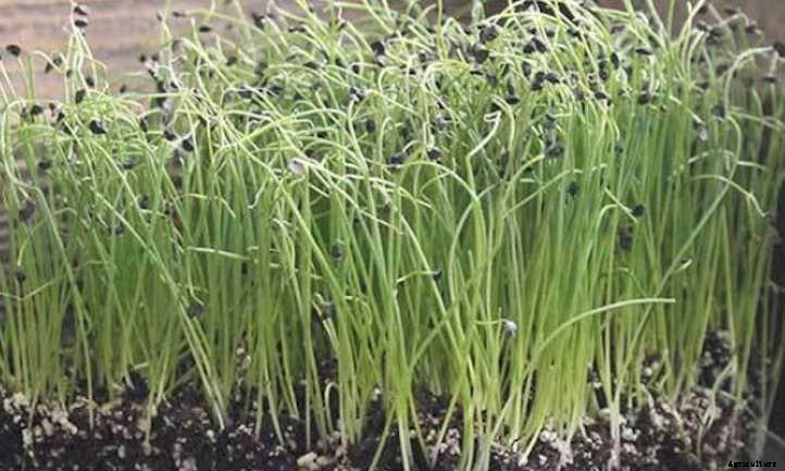 How to Grow Onion Microgreens Fast and Easy