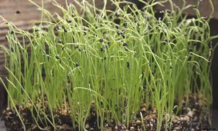 How to Grow Onion Microgreens Fast and Easy