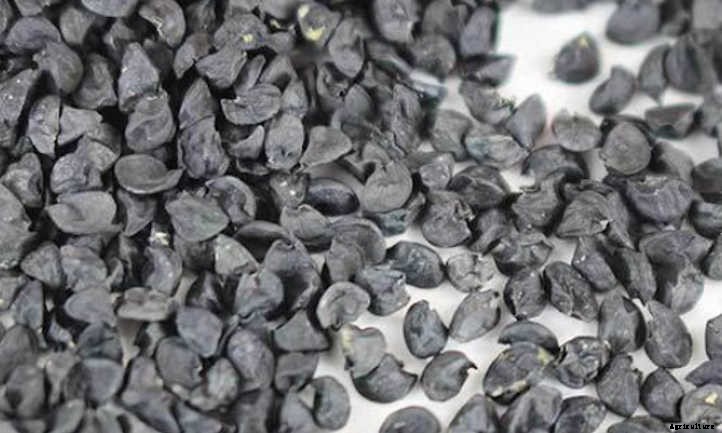 How to Grow Onion Microgreens Fast and Easy