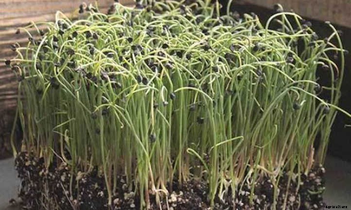 How to Grow Onion Microgreens Fast and Easy