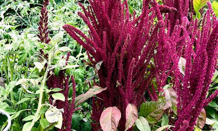Growing Amaranth To Harvest Glorious Grain
