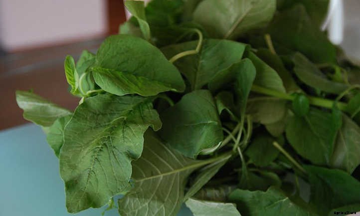 Growing Amaranth To Harvest Glorious Grain