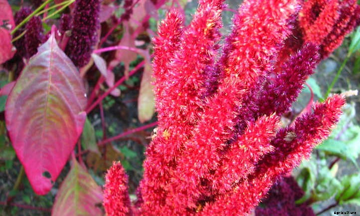 Growing Amaranth To Harvest Glorious Grain
