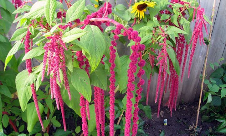Growing Amaranth To Harvest Glorious Grain