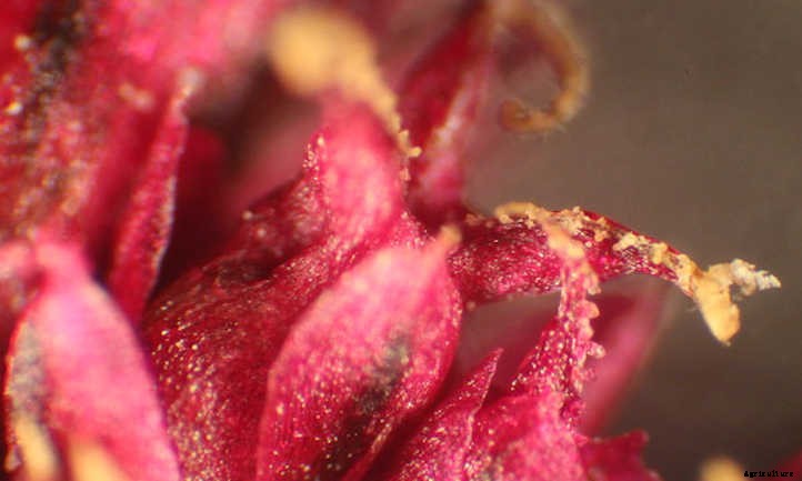 Growing Amaranth To Harvest Glorious Grain