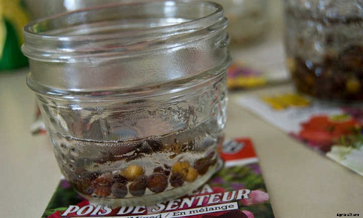 Soak Seeds Before Planting: Is It Necessary?