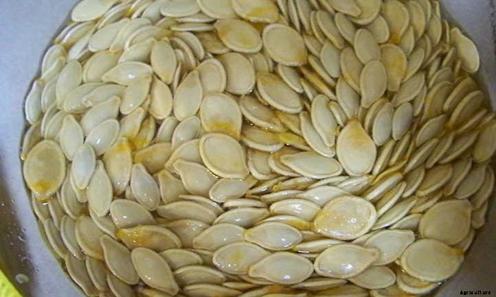 Soak Seeds Before Planting: Is It Necessary?