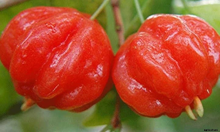 Pitangatuba: The Unique Star Cherry