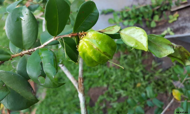 Pitangatuba: The Unique Star Cherry