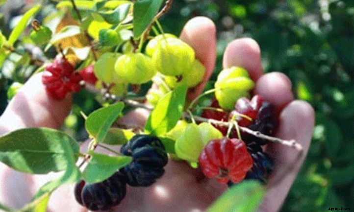 Pitangatuba: The Unique Star Cherry