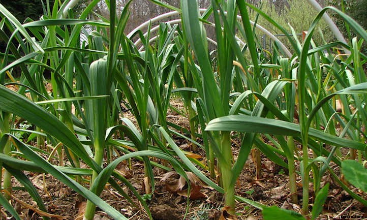 Garlic Companion Plants: Good Allium Neighbors