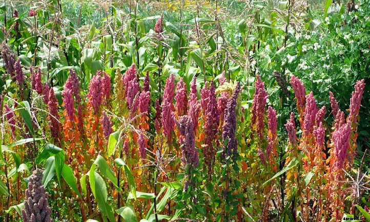 Growing Quinoa: Ancient Healthy Seeds