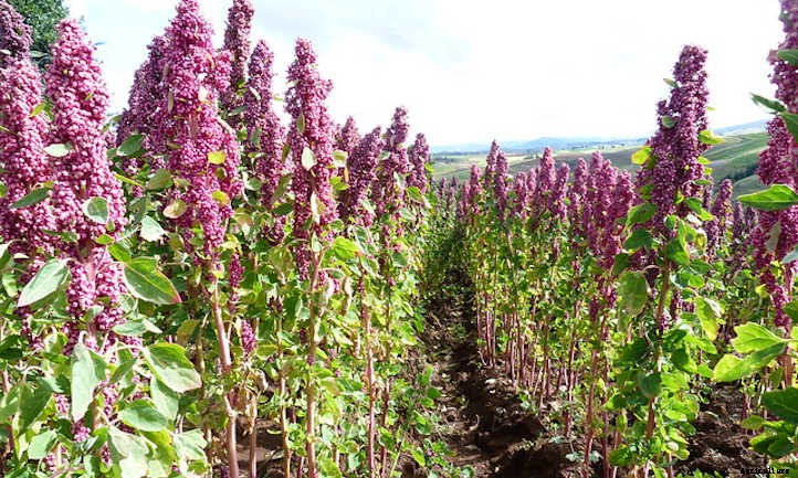 Growing Quinoa: Ancient Healthy Seeds