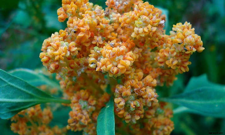 Growing Quinoa: Ancient Healthy Seeds