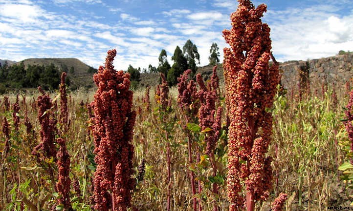 Growing Quinoa: Ancient Healthy Seeds