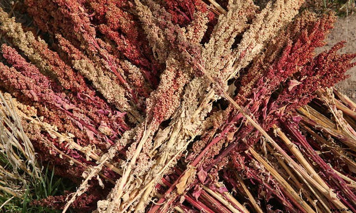 Growing Quinoa: Ancient Healthy Seeds