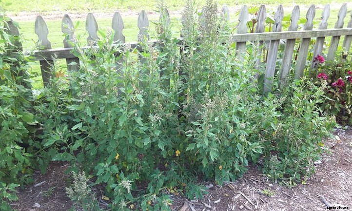 Growing Quinoa: Ancient Healthy Seeds