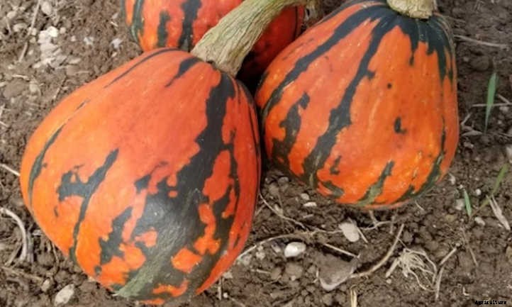 Lakota Squash: Vine With A History
