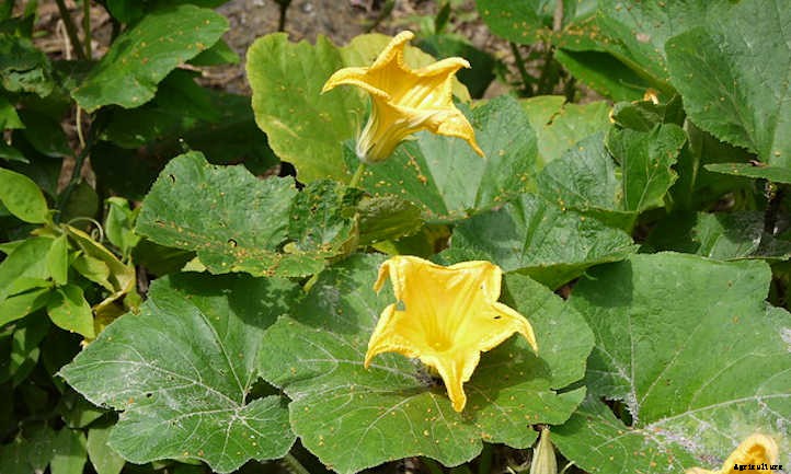Lakota Squash: Vine With A History