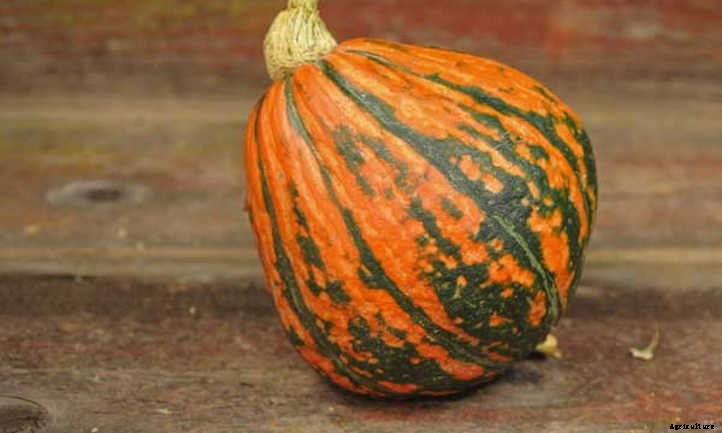 Lakota Squash: Vine With A History