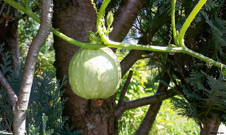 Lakota Squash: Vine With A History