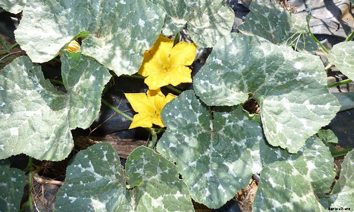 Lakota Squash: Vine With A History