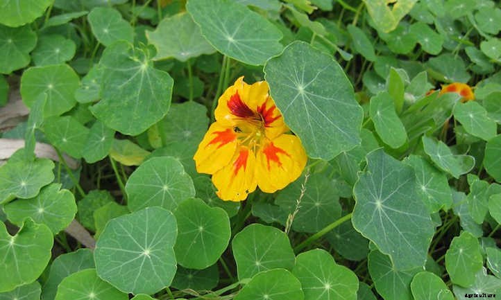 Growing Nasturtium for a Peppy Garden