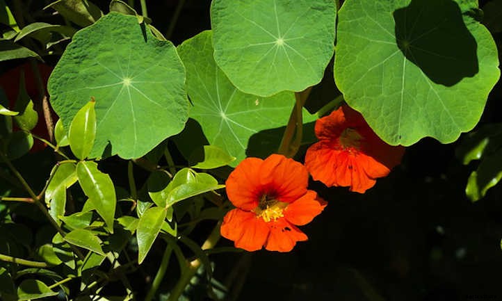 Growing Nasturtium for a Peppy Garden