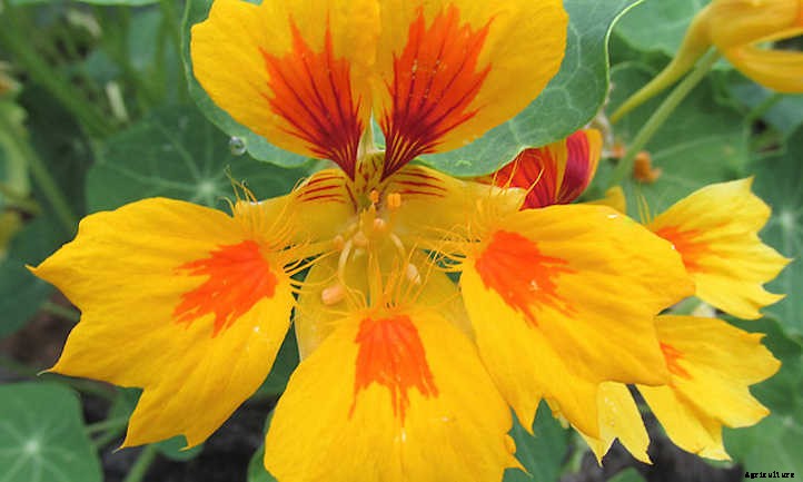 Growing Nasturtium for a Peppy Garden
