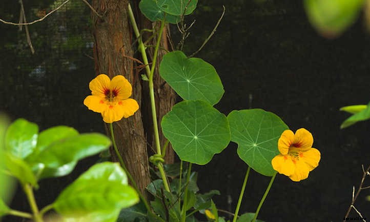 Growing Nasturtium for a Peppy Garden