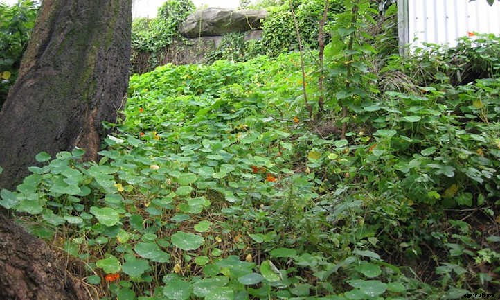 Growing Nasturtium for a Peppy Garden