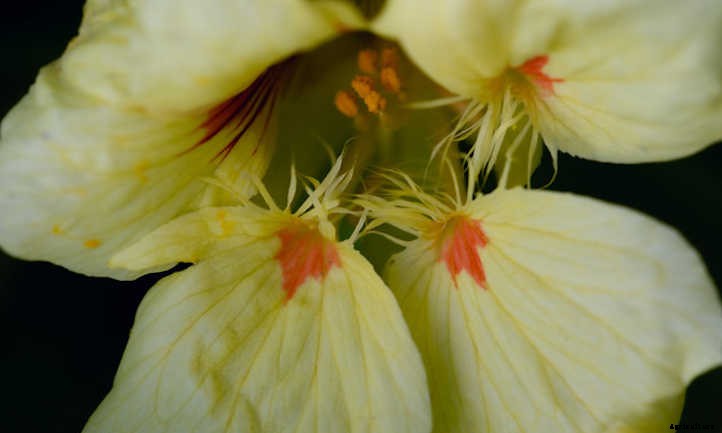 Growing Nasturtium for a Peppy Garden