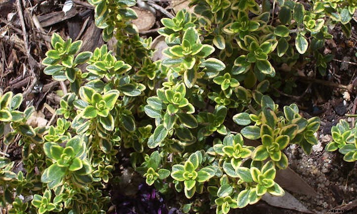 Lemon Thyme: Tiny Leaves With A Citrusy Kick