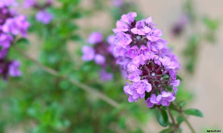 Lemon Thyme: Tiny Leaves With A Citrusy Kick