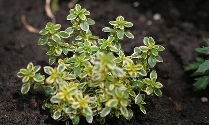 Lemon Thyme: Tiny Leaves With A Citrusy Kick