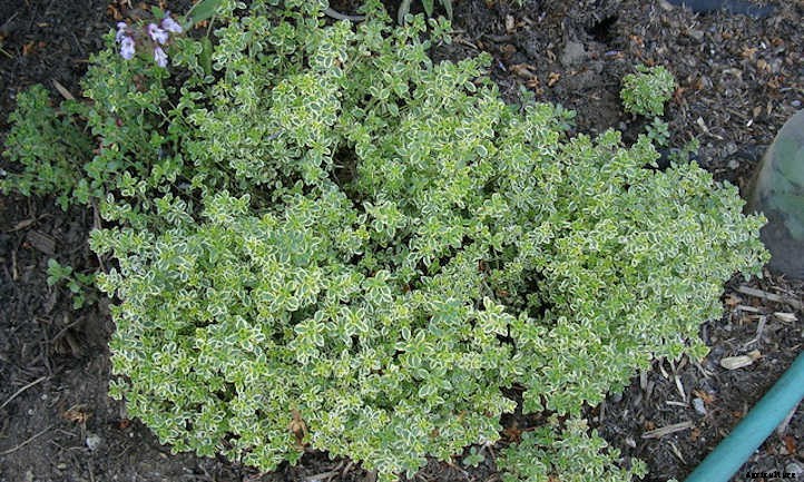 Lemon Thyme: Tiny Leaves With A Citrusy Kick