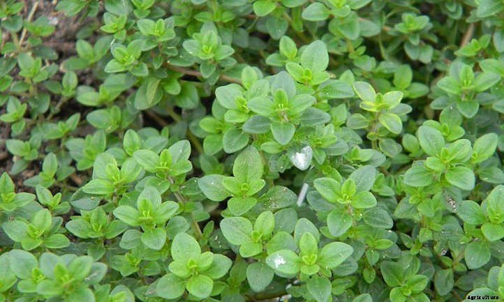Lemon Thyme: Tiny Leaves With A Citrusy Kick