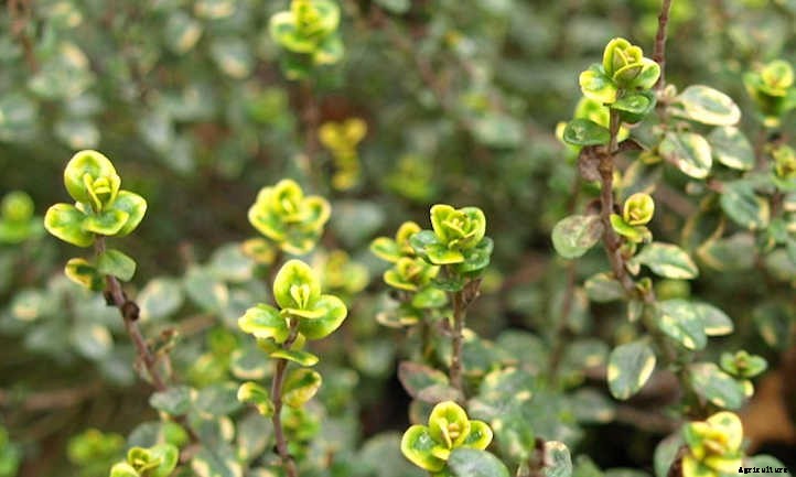 Lemon Thyme: Tiny Leaves With A Citrusy Kick
