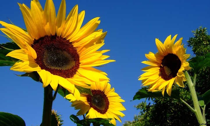Growing Sunflowers: Cheerful Gigantic Blooms