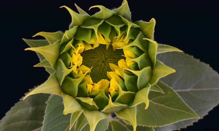 Growing Sunflowers: Cheerful Gigantic Blooms