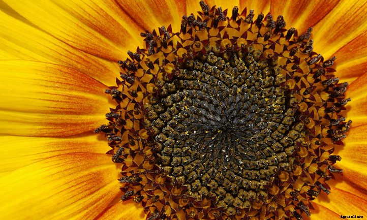 Growing Sunflowers: Cheerful Gigantic Blooms
