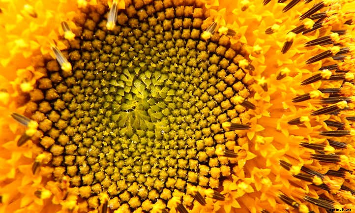 Growing Sunflowers: Cheerful Gigantic Blooms