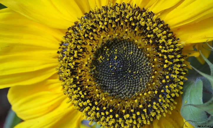 Growing Sunflowers: Cheerful Gigantic Blooms
