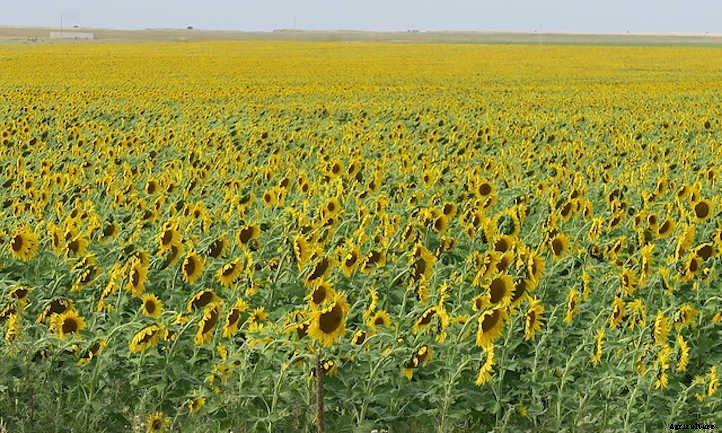 Growing Sunflowers: Cheerful Gigantic Blooms